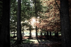 Beasts-in-the-Woods-V3